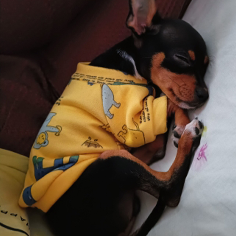 Pakaian Anjing Xs untuk Anjing - Winter Clothing Boys ulasan dan harga